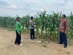 Polresta Sidoarjo Optimalkan Swasembada Pangan, Dampingi Petani Jagung di Krembung
