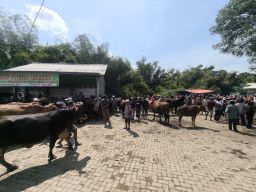 PPSDS Jatim: Stok Sapi Menyusut, Harga Daging Masih Mahal