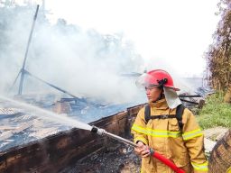 Belasan Ribu Ayam Hangus Akibat Kebakaran, Pemilik Merugi Miliaran Rupiah