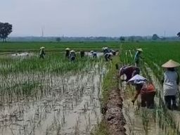 Antisipasi Kemarau Lebih Awal, Petani Majalengka Didorong Tanam Lebih Cepat