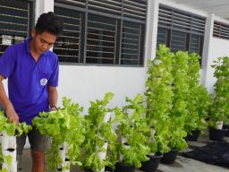 Dukung Ketahanan Pangan, Rutan Pemalang Panen Sayuran Selada