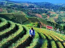 Harga Bawang Merah Rp22 Ribu per Kg, Petani Panyaweuyan Harap Stabil