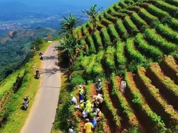 Di Balik Panorama Panyaweuyan, Ada 10 Hektare Ladang Bawang Merah