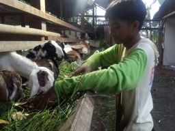 Dari Hobi Jadi Cuan, Remaja 16 Tahun di Pemalang Mampu Pelihara Ratusan Kambing