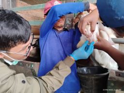 Kawal Kesehatan Hewan Kurban, DKP3 Majalengka Terjunkan Petugas ke 26 Kecamatan