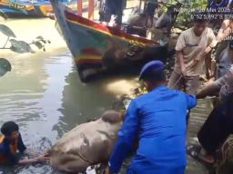 Sapi Kurban Terjun Bebas ke Sungai, Warga Hubungi Call Center 110 Polres Pemalang