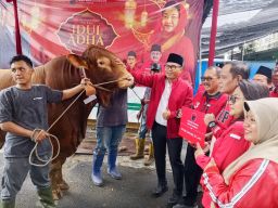 ‎DPC PDI Perjuangan Surabaya Sembelih 14 Sapi Kurban di RPH Pegirian
