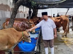 PT RPH Surabaya Catat Peningkatan Hewan Kurban, Tembus 180 Ekor ‎