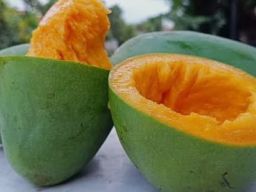 Sensasi Nikmati Mangga Istana Pemalang, Makannya Sambil Diputar