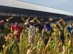 Transformasi Warga Binaan, Lapas Kendal Panen Raya Jagung untuk Kemandirian Pakan Ternak