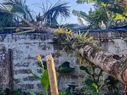 Cuaca Ekstrem Terjang Pemalang Selatan, Robohkan Pohon Besar dan Bangunan