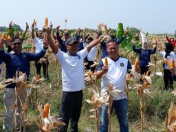 Lahan SAE Berbuah, Lapas Kendal Panen 8 Ton Jagung