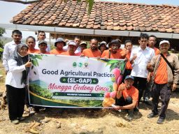 Tingkatkan Produktivitas, Petani Ujungjaya Dalami Budidaya Mangga Gedong Gincu