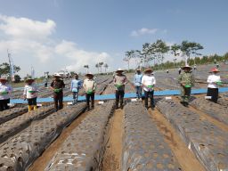 Polda Jatim dan Petani Tanam Bawang Putih di Lahan $eluas 1,5 Hektare