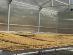 Lahan Tembakau Bantarujeg Capai 582,43 Hektare, Produksi Majalengka 1.022 Ton