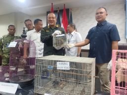 Dua Hari Berturut-turut, X-Ray Juanda Gagalkan Penyelundupan Satwa