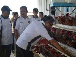 Sekjen Imipas Tinjau Peternakan Lapas Kelas IIA Kendal, Cek Langsung Hasil Telur
