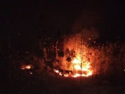 Kebakaran Hutan di RPH Nyalindung Sumedang, Dua Hektare Lahan Terbakar