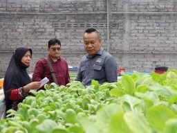 Kunjungi Kebun Hidroponik di Kedurus, Cak Yebe Kucurkan Bantuan Permodalan ‎