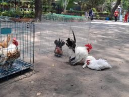 Ayam Kate Cocok Dipelihara di Perkotaan, KATES Ungkap Perawatan dan Potensi Ekonominya