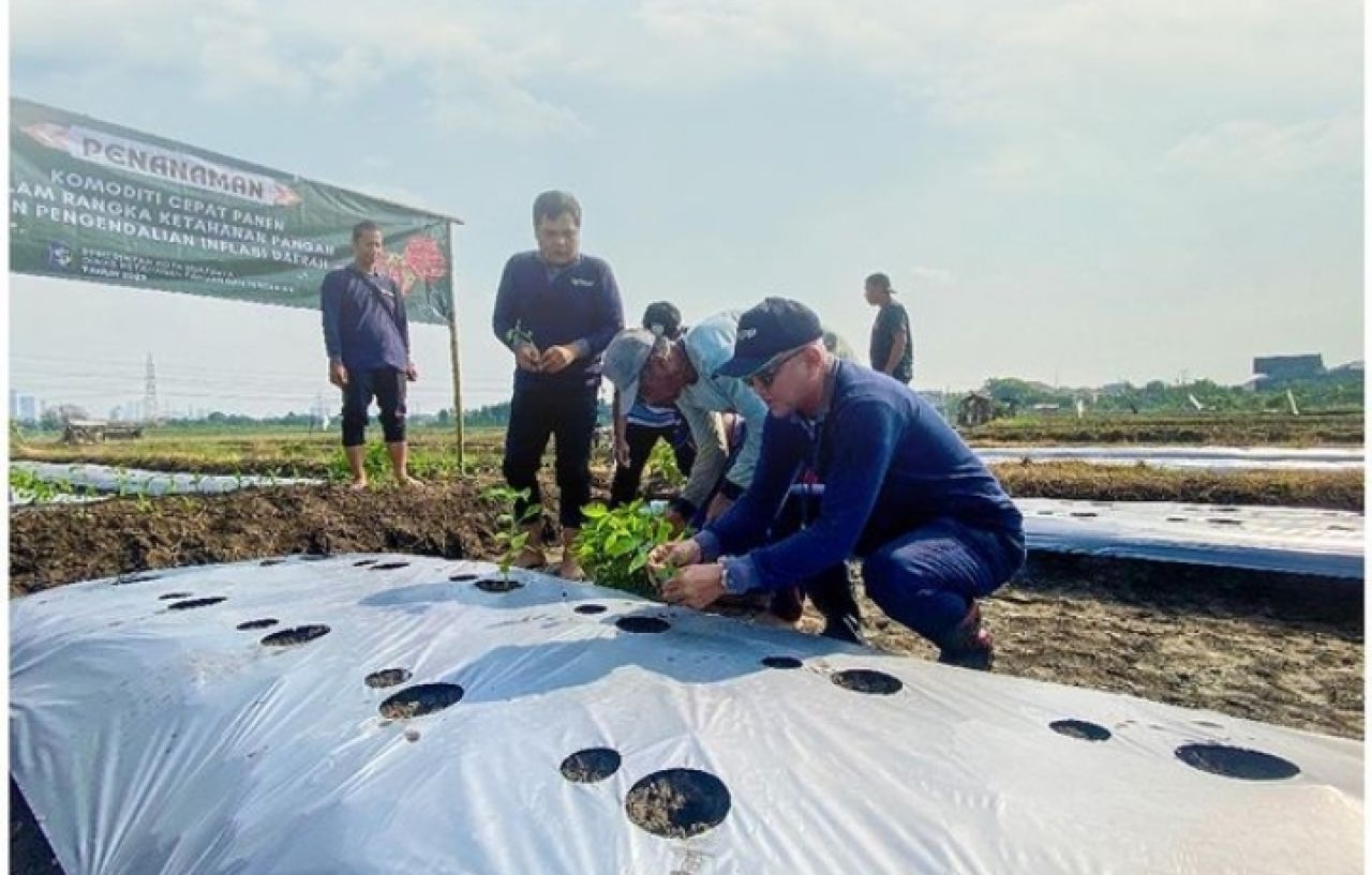 Tanam 1 Juta Bibit Cabai Jadi Salah Satu Cara Kendalikan Inflasi