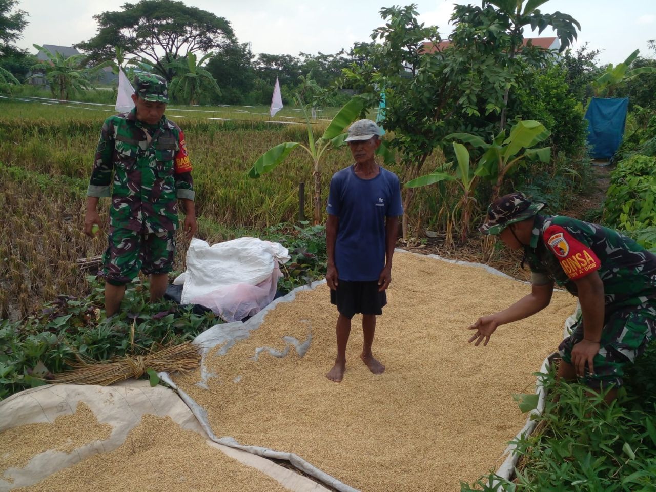 Babinsa Koramil Benowo Panen Padi Bersama Kelompok Tani Sejahtera