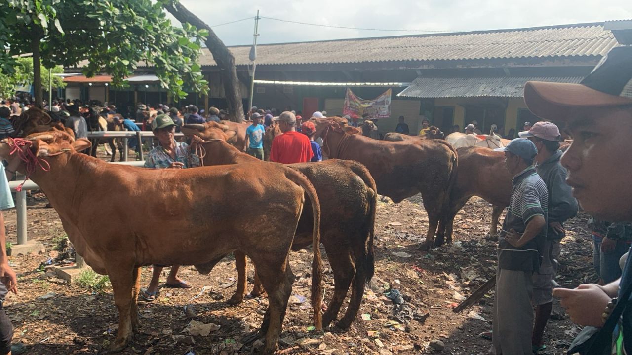 PPSDS Jatim Ragukan Data BPS Soal Populasi Sapi Siap Potong di Jawa Timur