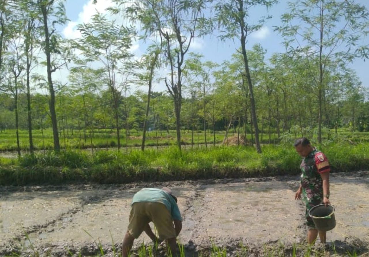 Peduli Petani Babinsa Bantu Menyemai Bibit Padi