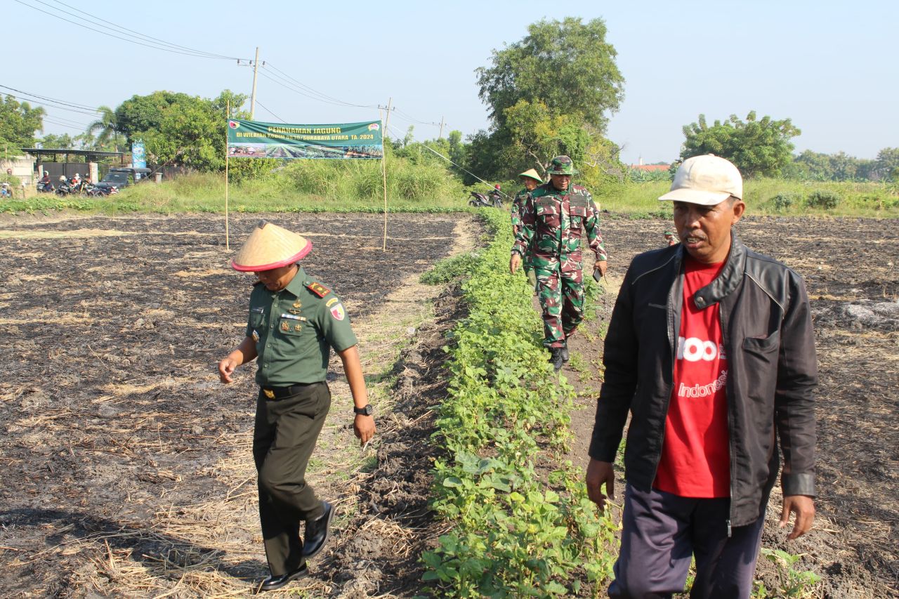 Wujudkan Ketahanan Pangan Nasional, Gelar Penanaman Jagung