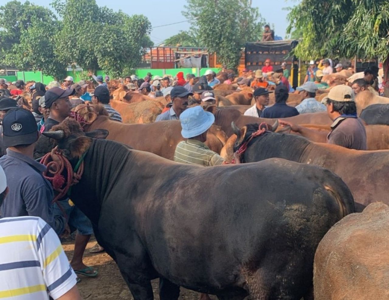 Jelang Idul Adha, PPSDS Jatim: Kebutuhan Sapi Kurban Meningkat