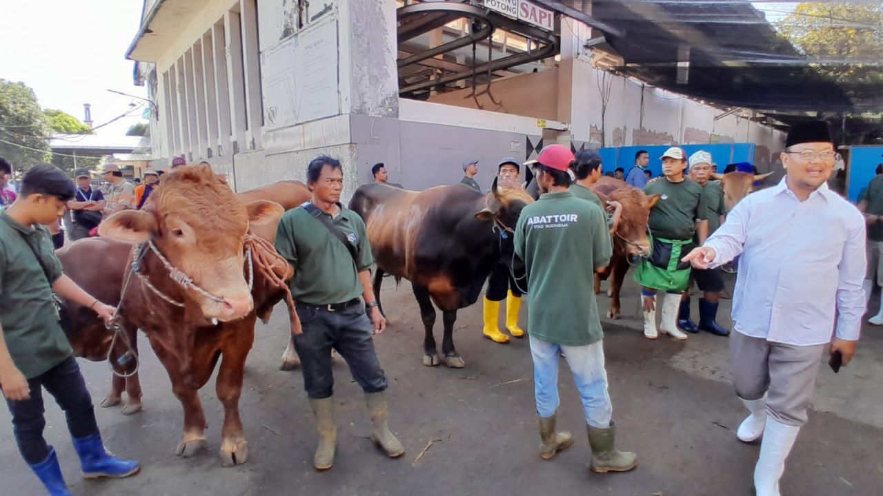 Walikota Surabaya Salurkan Puluhan Hewan Kurban, Dirut RPH: Beratnya Mencapai 1 Ton 