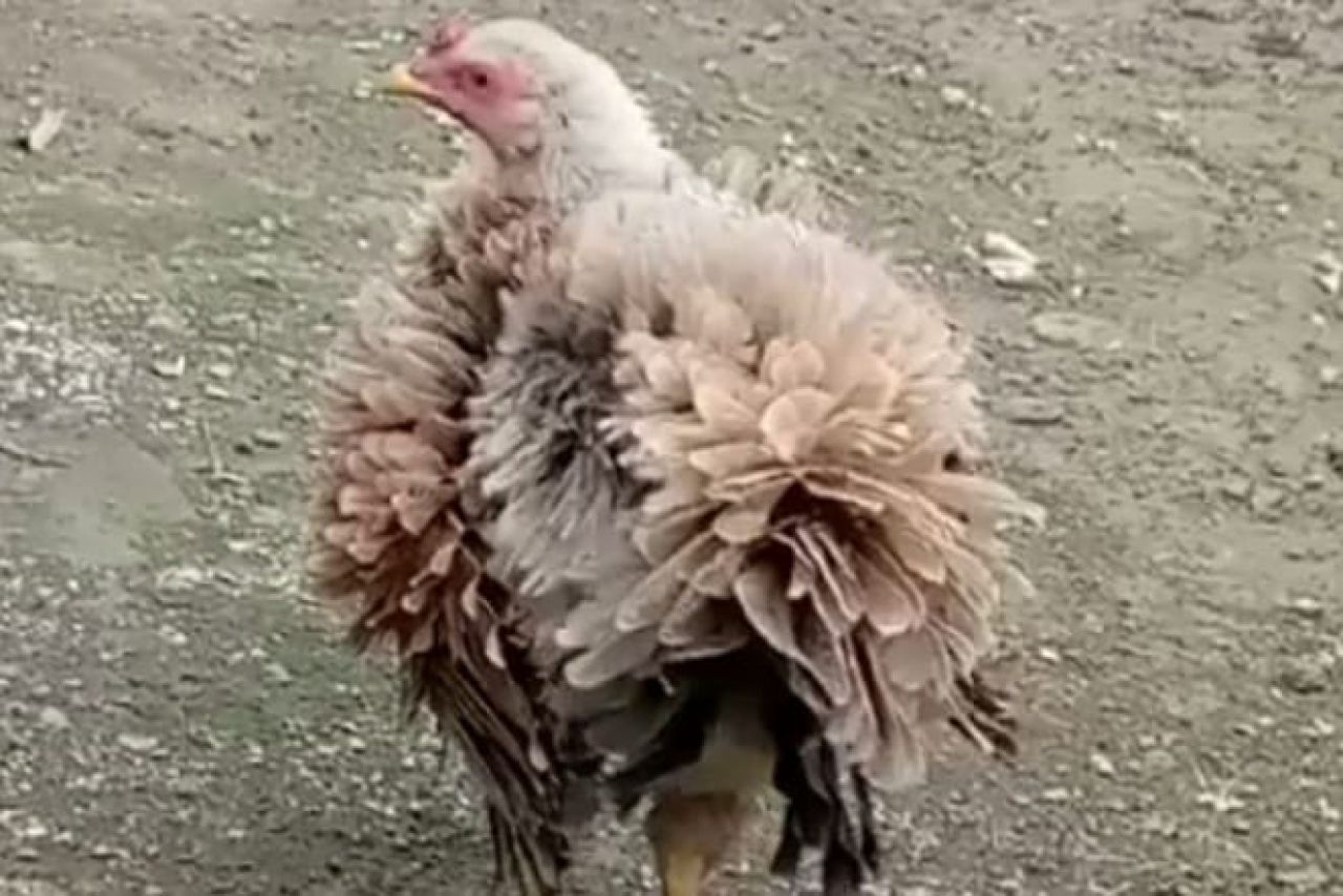 Ayam Berbulu terbalik (foto Ragil)