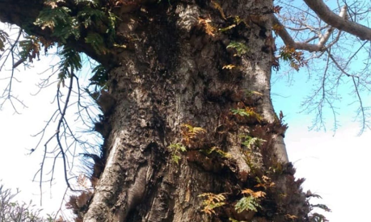 Pohon Randu Alas di Pemalang