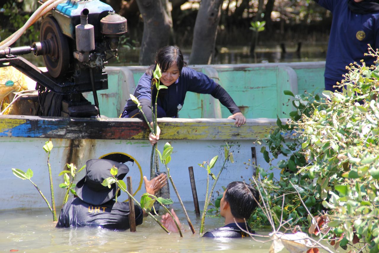 Mahasiswa UHT saat melakukan penanaman mangrove