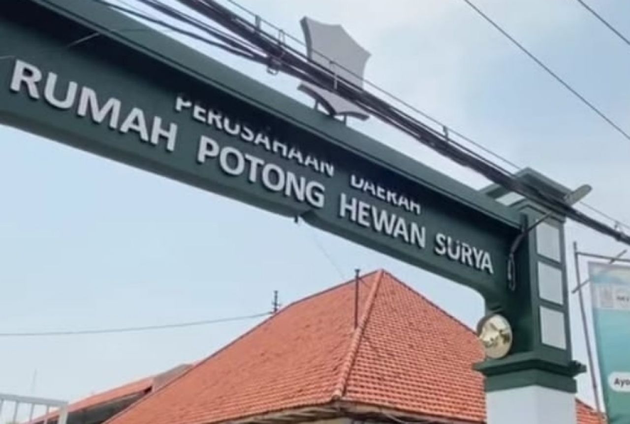 Viral Video Stunning Sapi BX, PD RPH Surabaya Tertibkan PT dan CV Pemasok Sapi BX