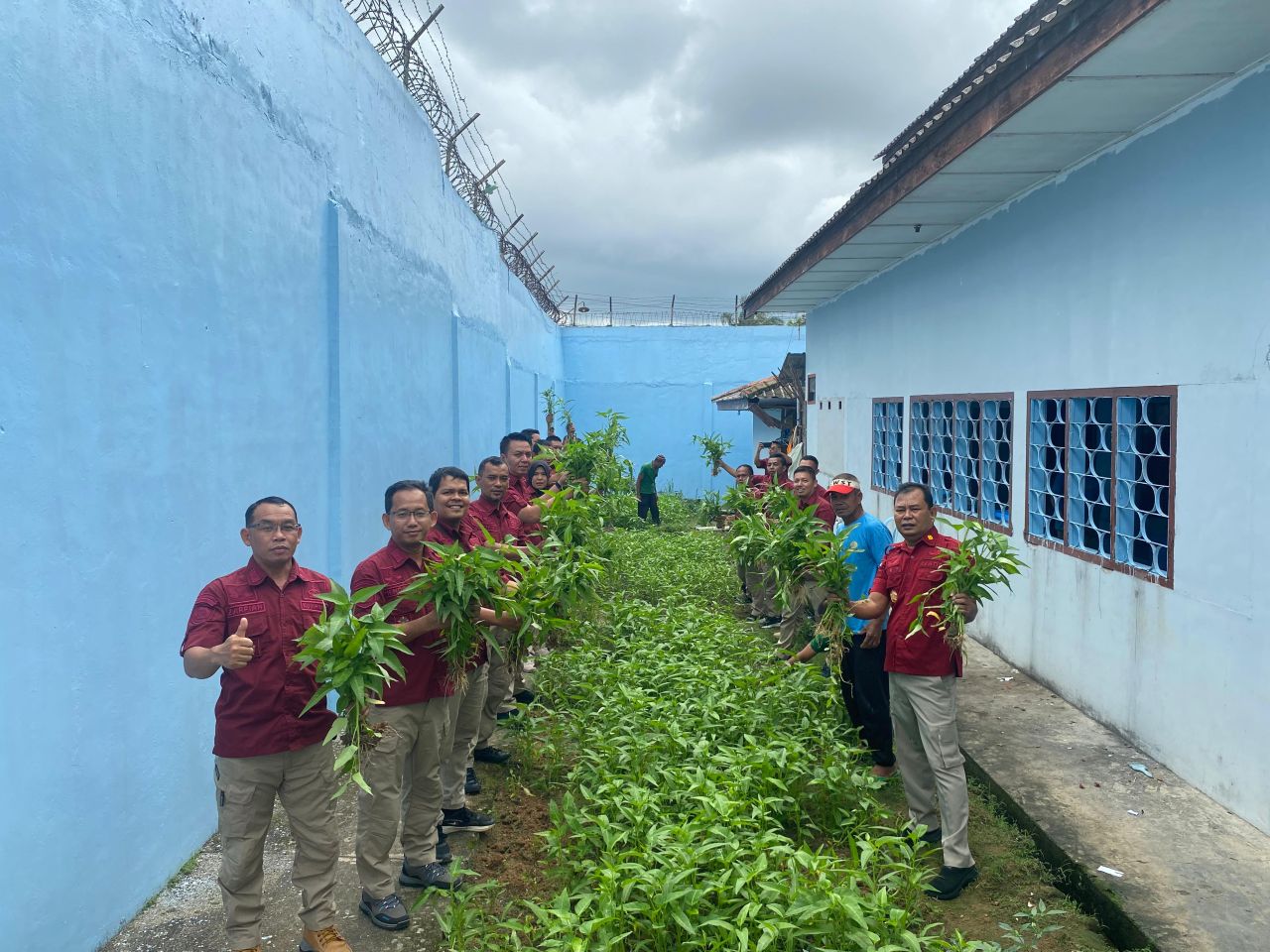 Wujudkan Ketahanan Pangan Kalapas Sungailiat Panen Kangkung