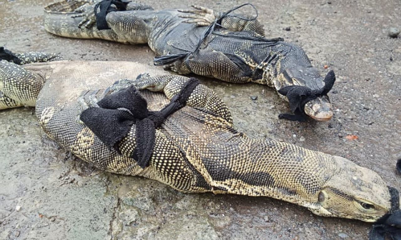 Dua Biawak Besar Jatuh Dari Plafon Rumah di Pemalang, Ramai - ramai Diburu Warga