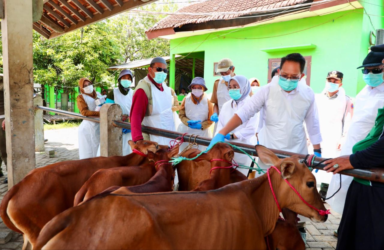 Jawa Timur Status Darurat PMK!