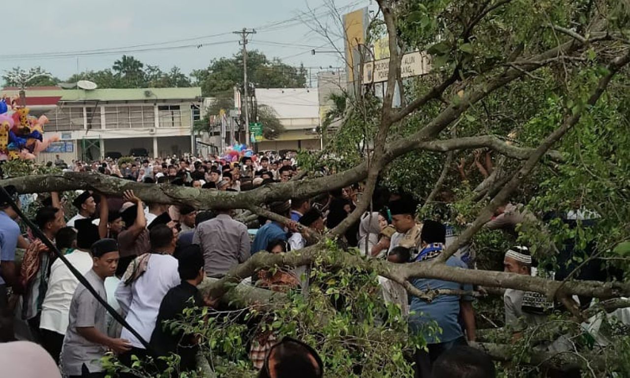 pohon beringin yang tumbang di kompleks alun-alun Pemalang