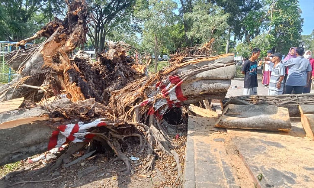 Pohon Beringin Tua di Pemalang Renggut Tiga Nyawa, Pemkab Lebih Teliti Lakukan Pemeliharaan