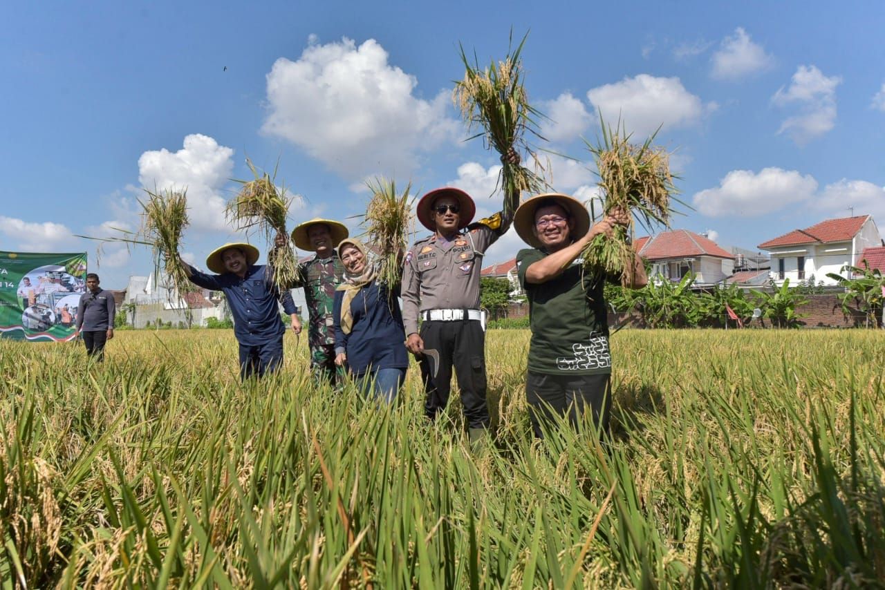 Surabaya Panen Raya Padi