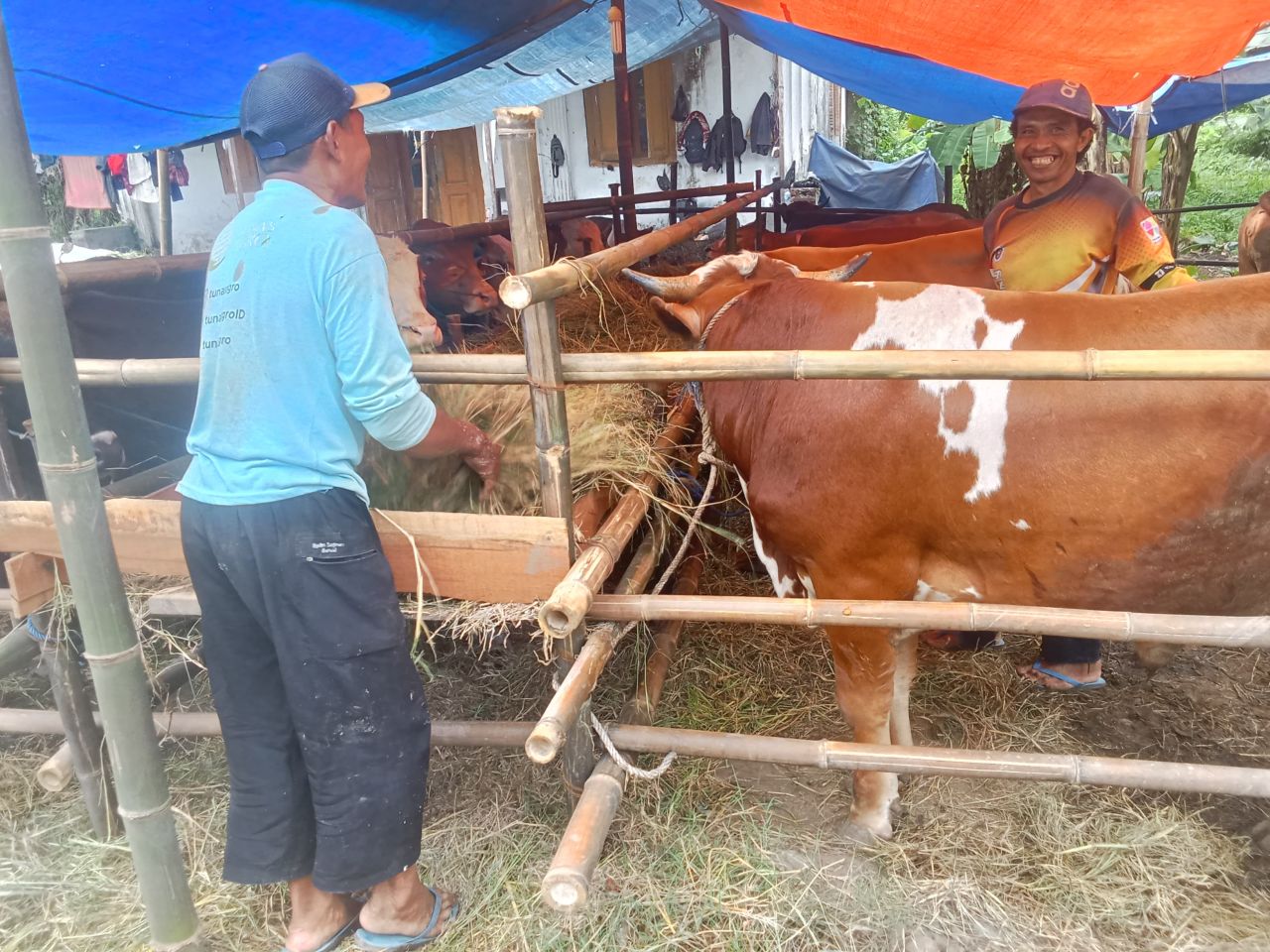 Jelang Iduladha, Penjual Hewan Kurban di Pemalang Mengaku Sepi Pembeli