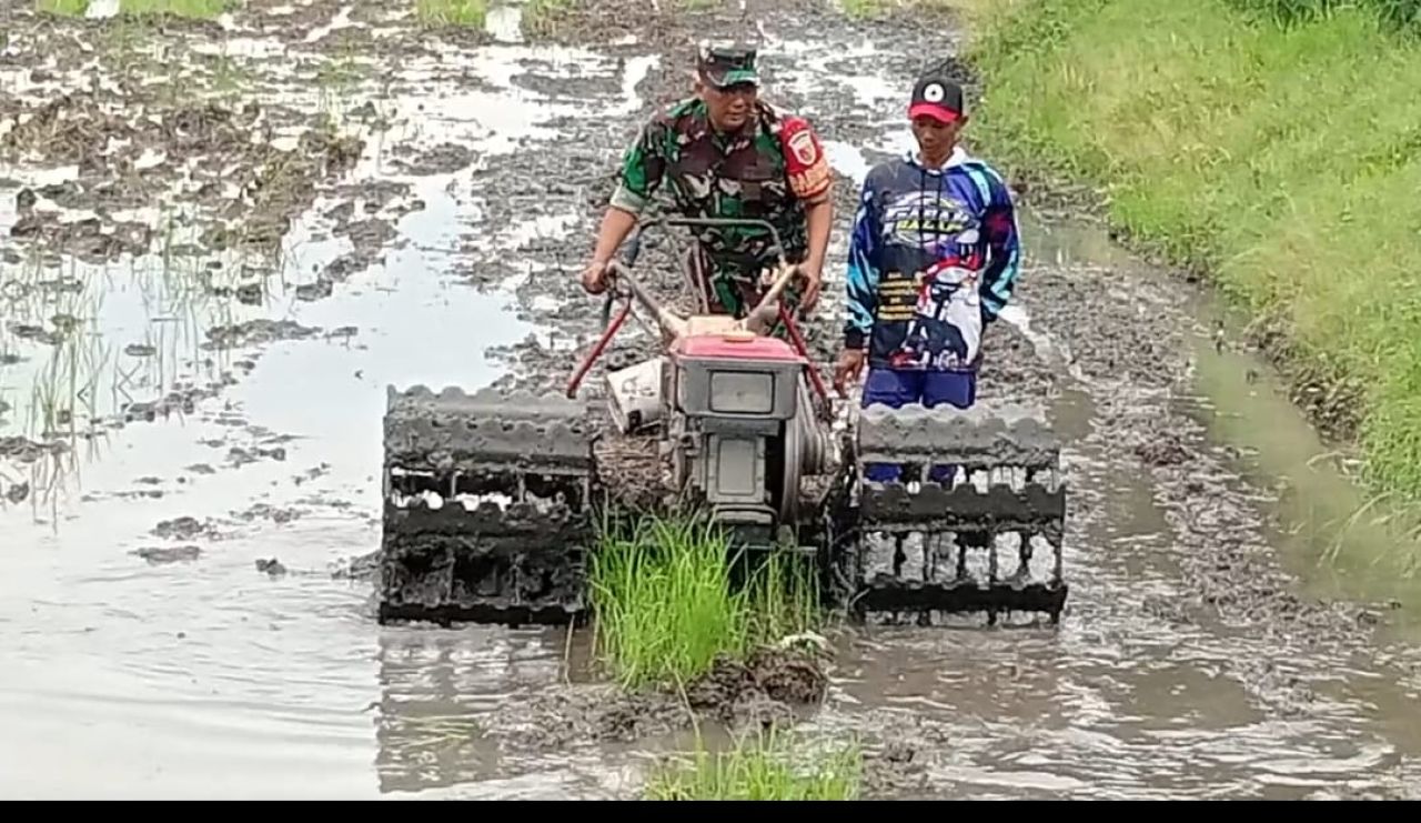 Ketahanan Pangan dari Pematang Sawah