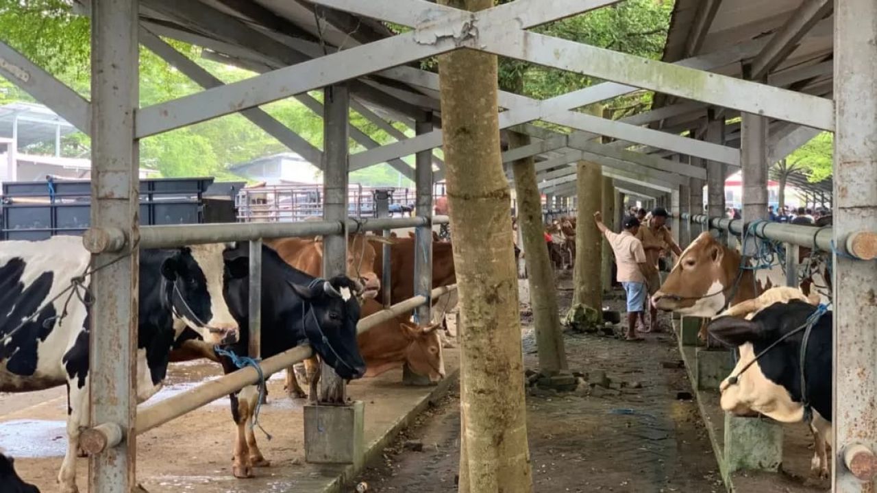 Menjelang Iduladha, Jawa Timur Masih Darurat PMK