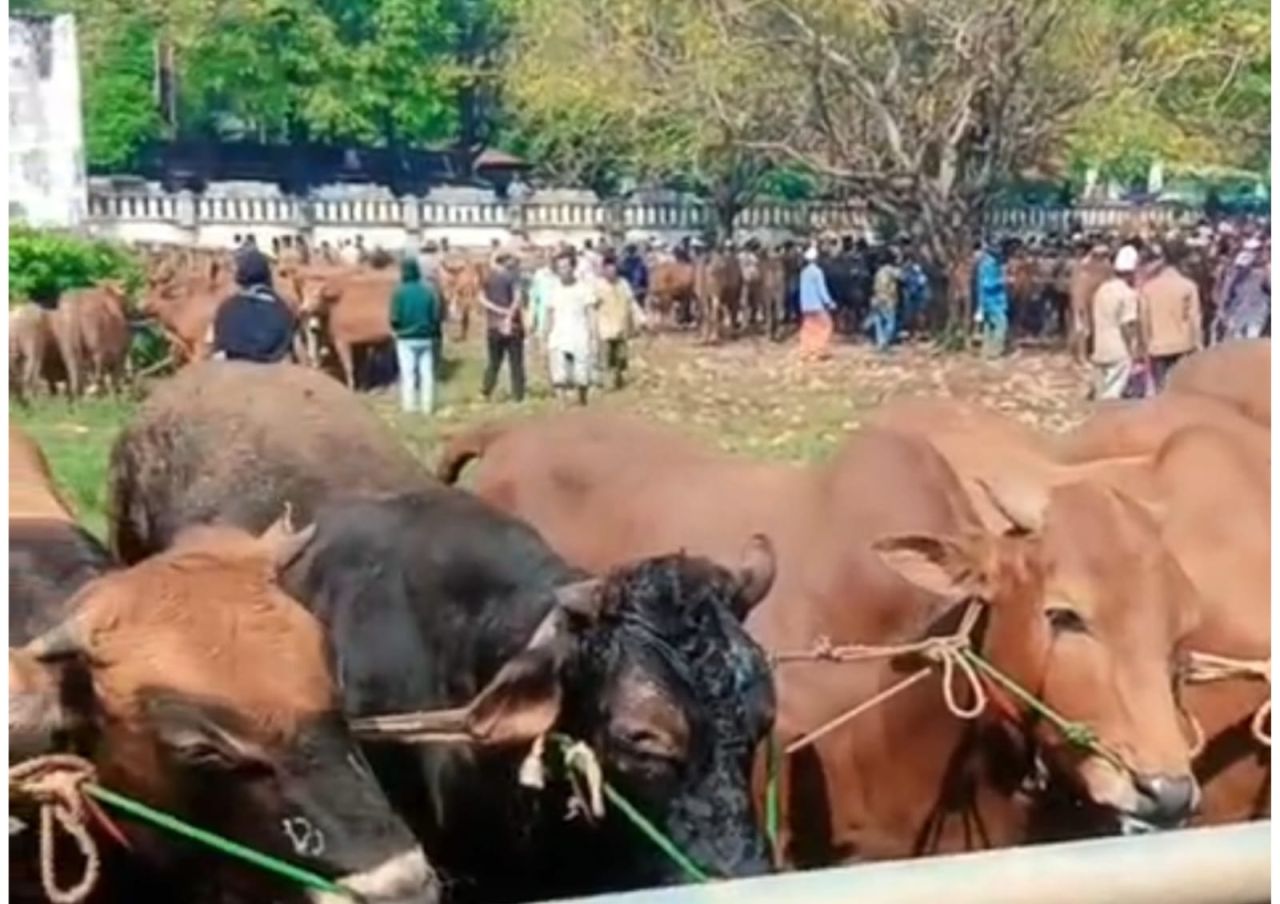 Harga Sapi Kurban Naik Rp4 Juta, Pedagang di Surabaya Keluhkan Stok Menipis