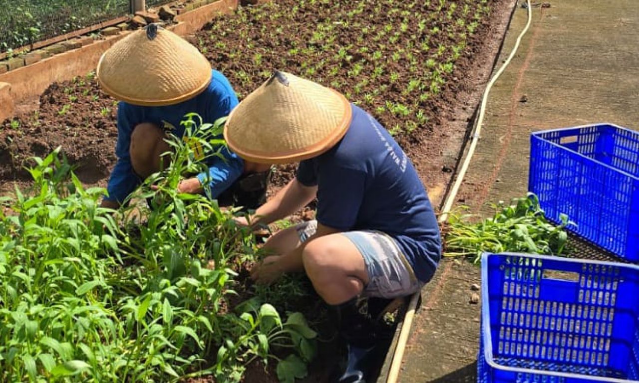 Warga binaan menanam kangkung dalam program Napo Berkebun