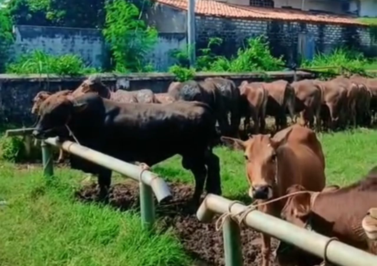 Polemik Sapi Kurban di Jatim: Data Pemerintah Dipertanyakan Pedagang