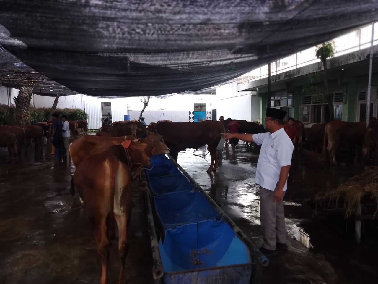 Fajar Arifianto Isnugroho pada saat cek tempat peternakan sapi