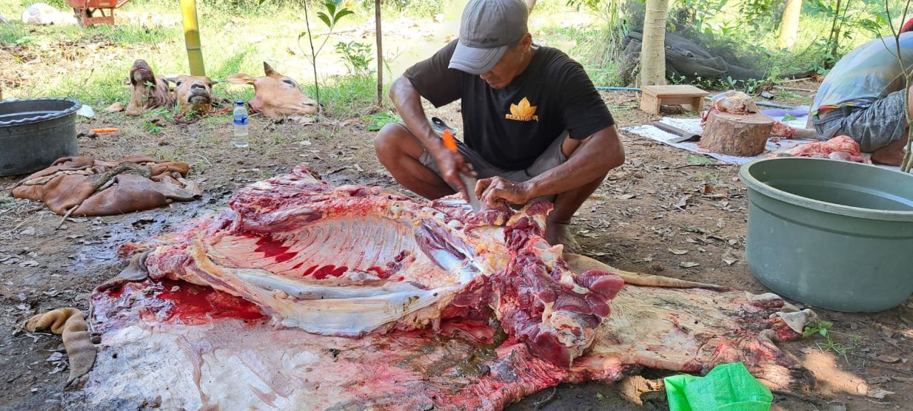 DPC PKS Mulyorejo lakukan pemotongan daging kurban