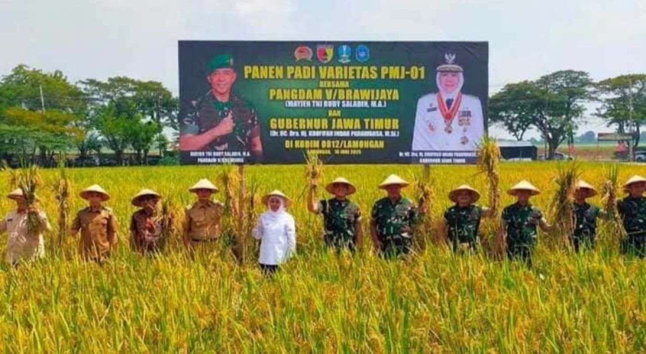 Khofifah Panen Padi di Lamongan, Dorong Sinergi TNI-Pemda Perkuat Ketahanan Pangan